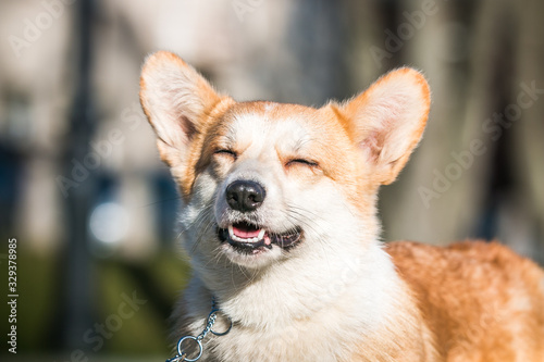 Corgi pembroke dog portrait outside in the sun.