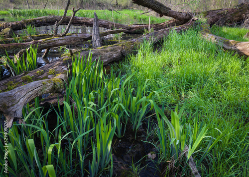 Heavy spring rains and vernal pools create habitat for reptiles, amphibians and other wildlife.