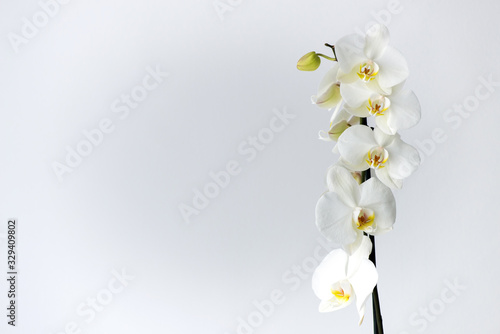 Macro photography of petals of a blooming white orchid phalaenopsis isolated on white background.