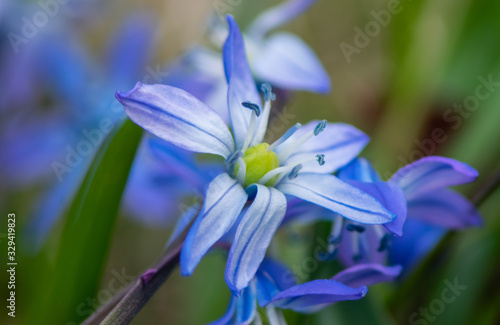 Wood squill (Scilla siberica) closeup