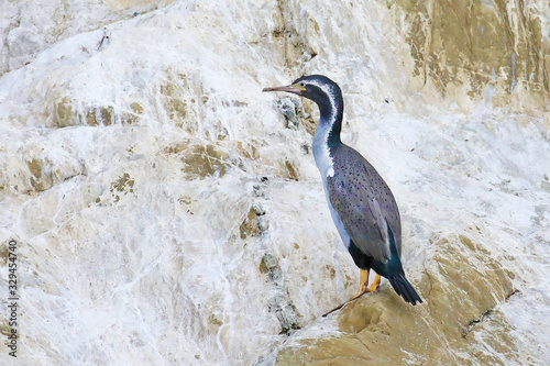 Spotted shag, New Zealand marine bird