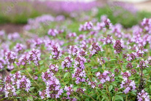 Blooming Breckland Thyme in nature background. Fresh green Thymus Serpyllum herbs with pink flowers in garden