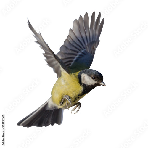 photo of fast flying isolated great tit