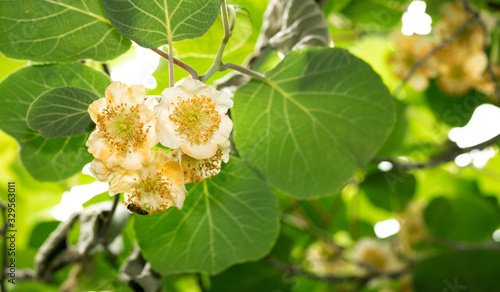 Kiwi flowers