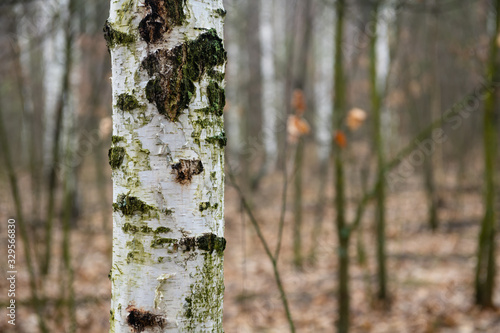 White birch trunk in spring forest nature close up photography