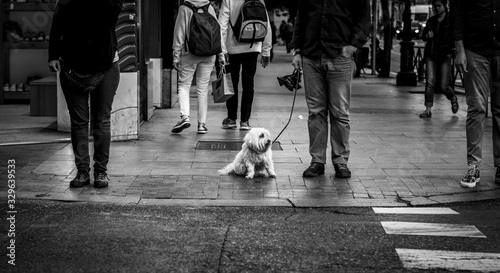 perrito con correa esperando en la calle