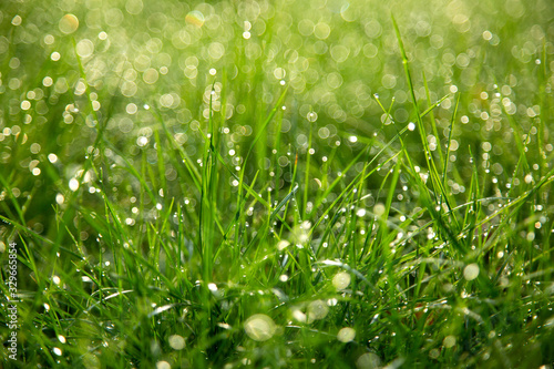 Juicy fresh green grass on spring or summer meadows in the morning with drops of water: abstract nature close up background of lawn with soft and selective focus with bokeh.