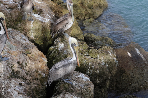Pelicans gathering on the rocks at the waters edge