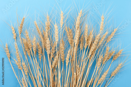 Ripe wheat ears on blue background
