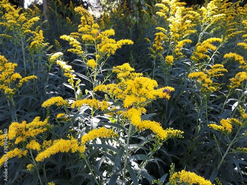 Yellow flowers of Solidago nemoralis or gray goldenrod, in the garden. It is a species of flowering plant in the aster family, Asteraceae.