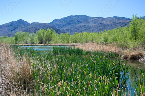 Area, back, backwater, banks, biodiversity, Birds, birdwatching, Blue, cottonwood, delineated, delineation, Desert, disconnected, filled, fish, flow, flowing, Foliage, Grasses, Green, Habitat, high, l