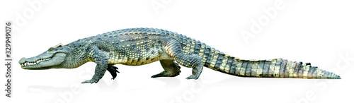 crocodile isolated on white background ,include clipping path