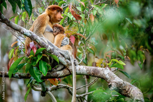 Proboscis monkey baby milking its mother's breast milk. Female proboscis monkey with a cub on the tree in a natural habitat. Long-nosed monkey. Scientific name: Nasalis larvatus. Rainforest of Borneo.