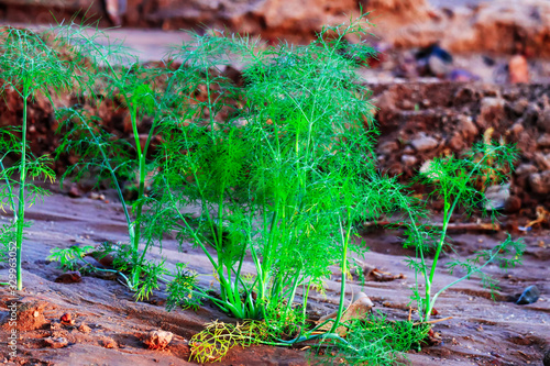 fresh plant of unripe cumin at farm,cumin green plants , cumin plant grows in the garden,cumin plants agriculture view,