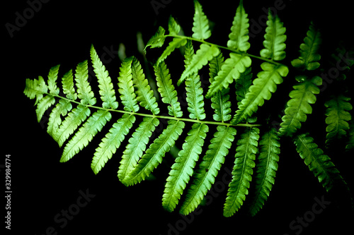 fern leaves on black background