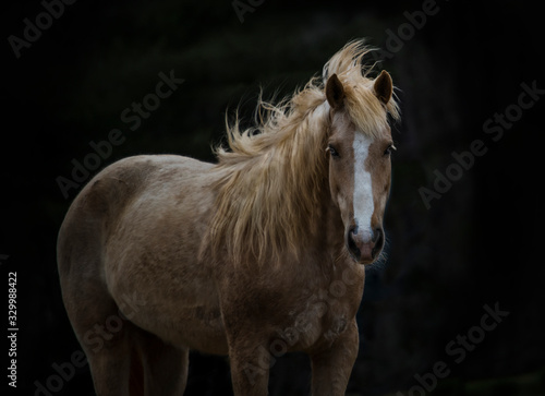 Gorgeous Golden Mustang Mare