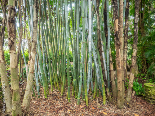 Giant timber bamboo