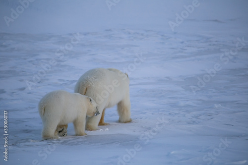 Rodzina niedźwiedzi polarnych, południowy Spitsbergen