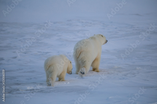 Rodzina niedźwiedzi polarnych, południowy Spitsbergen