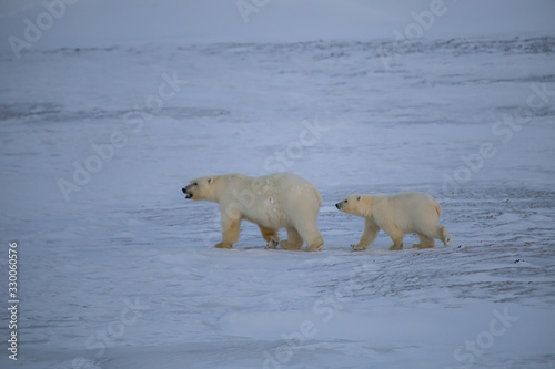 Rodzina niedźwiedzi polarnych, południowy Spitsbergen