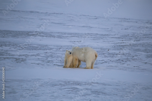 Rodzina niedźwiedzi polarnych, południowy Spitsbergen