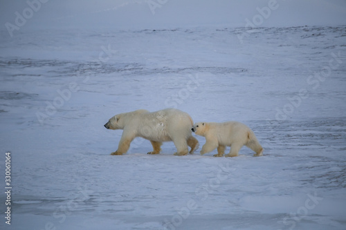 Rodzina niedźwiedzi polarnych, południowy Spitsbergen