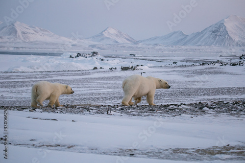 Rodzina niedźwiedzi polarnych, południowy Spitsbergen