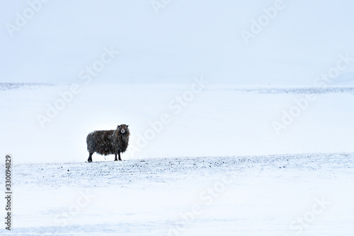 Lone Icelandic black sheep in bleak wild snowscape with gently falling snow