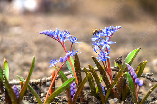 Flowers bllue two-leaf squill, Alpine-squill or scilla bifolia in forest