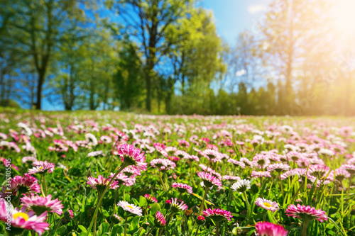 Meadow with lots of white and pink spring daisy flowers in sunny day