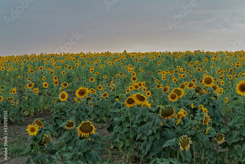 Pole słonecnzików we wschodniej Rumunii