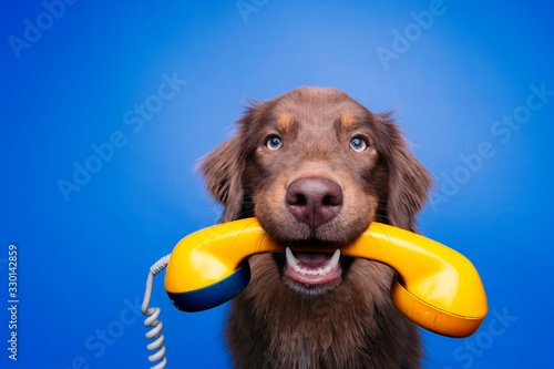 Hund mit analogem Telefon