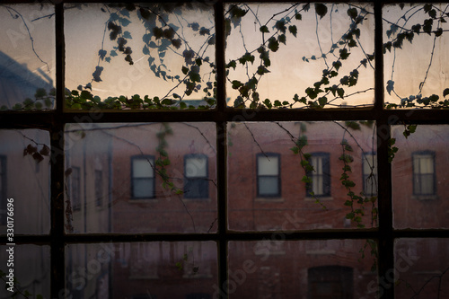 vines growing on a window