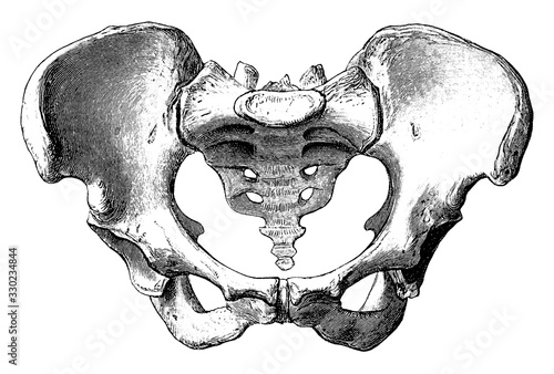 Female Pelvis, vintage illustration.