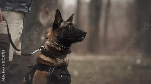 Protect dog belgian malinois on training