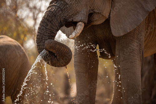 A beautiful close up action photograph at sunset of an elephant spraying water out of its drunk while drinking at a waterhole in the Madikwe Game Reserve, South Africa.