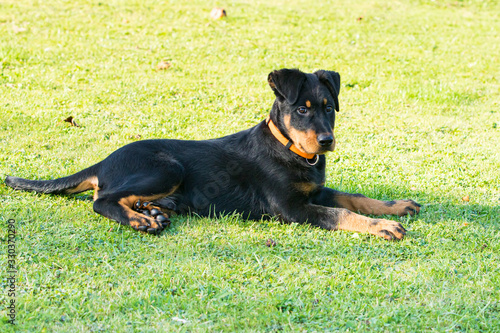 adorable young Beauce shepherd dog attentive and lying in the green grass