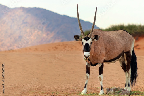 Wild african animal. Lonely Oryx walks through the Namib desert