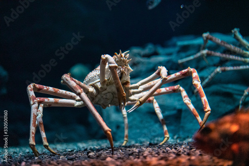 Japanese spider crab at Osaka Aquarium Kaiyukan, Japan