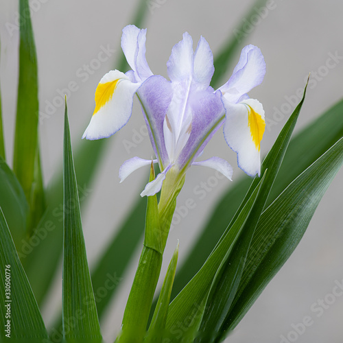 Petals of the Iris, Iridaceae Magnifica