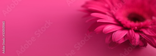 .Red gerbera on a red background