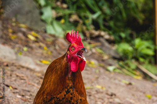 Primer plano de la cabeza de un gallo marrón con cresta roja cacareando.