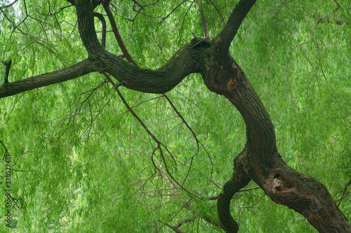 old willow tree in detail