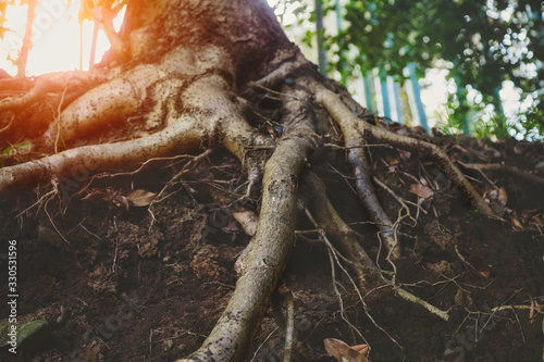 big old tree roots, sunny forest