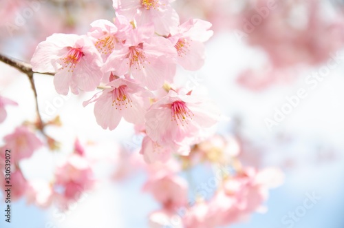 陽光桜の花