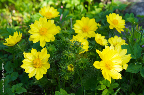Adonis vernalis or spring pheasant's eye green plant with yellow flowers