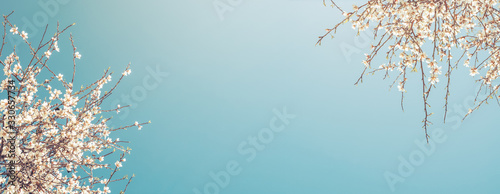 Closeup flower of plum blossom in spring. Banner and background of spring flowers and pollination concept.