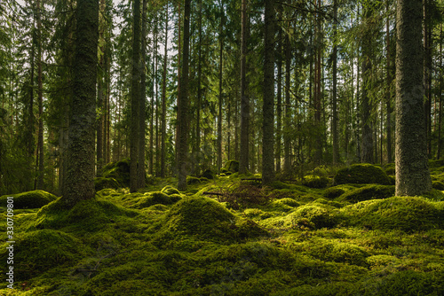 Beautiful green fir and pine forest in Sweden