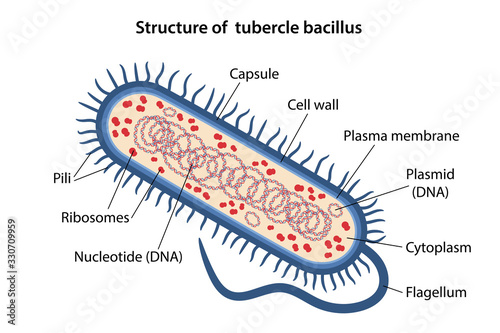 Structure of tubercle bacillus with corresponding designations. Microbiology. Vector illustration in flat style isolated over white background.