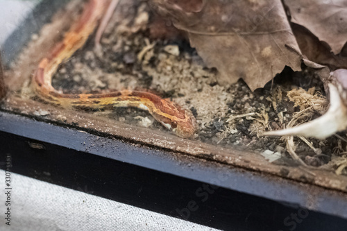 Little yellow snake in a terratirum pantherophis guttatus